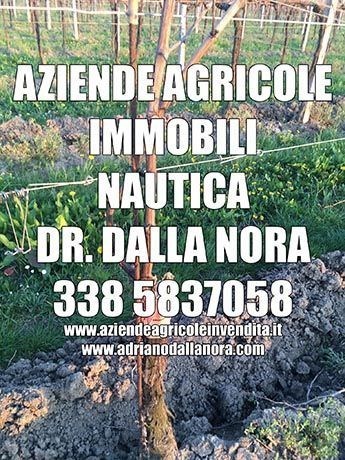 azienda agricola in vendita a Ponte di Piave