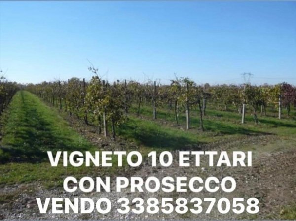 azienda agricola in vendita a Ponte di Piave