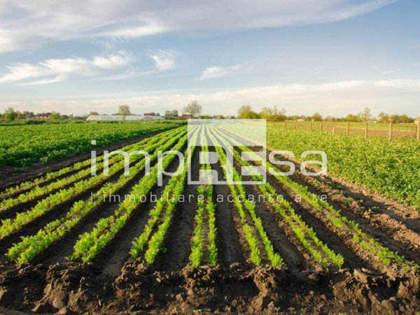 terreno agricolo in vendita a Ponte di Piave in zona Negrisia