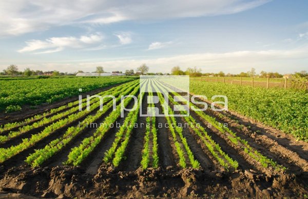 terreno agricolo in vendita a Ponte di Piave in zona Negrisia