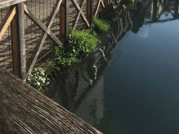 intera palazzina in vendita a Quinto di Treviso