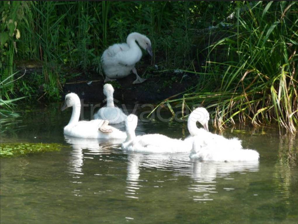 terreno edificabile in vendita a Quinto di Treviso