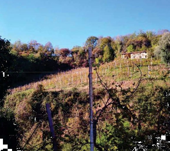 terreno agricolo in vendita a Refrontolo