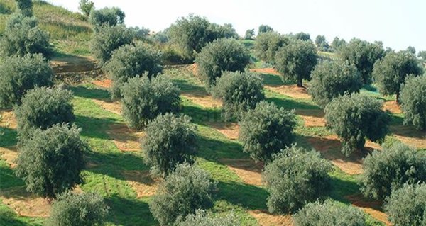 appartamento in vendita a Refrontolo