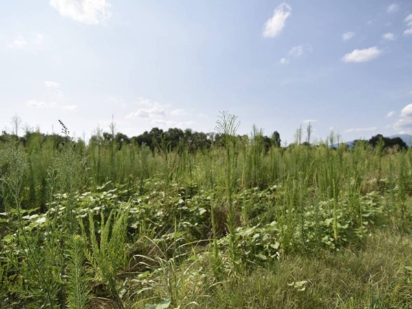 terreno agricolo in vendita a Riese Pio X