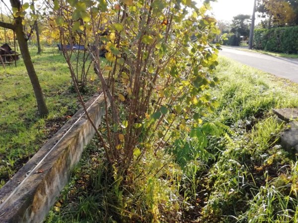 terreno agricolo in vendita a Roncade