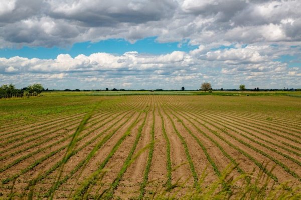 terreno agricolo in vendita a Roncade in zona San Cipriano