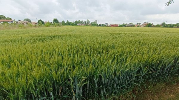terreno agricolo in vendita a Roncade