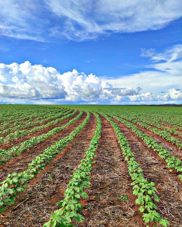 terreno agricolo in vendita a Roncade