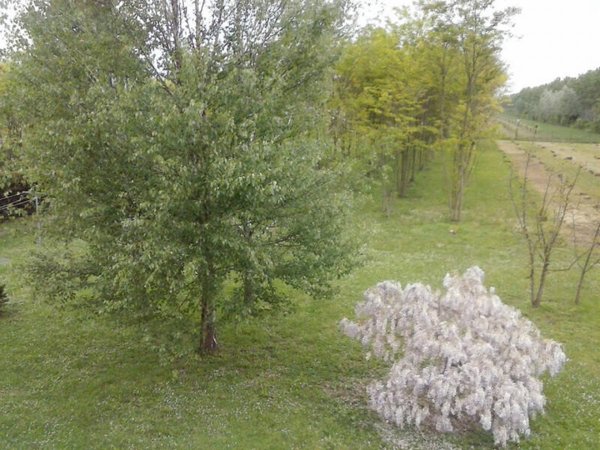 terreno agricolo in vendita a Roncade in zona Musestre