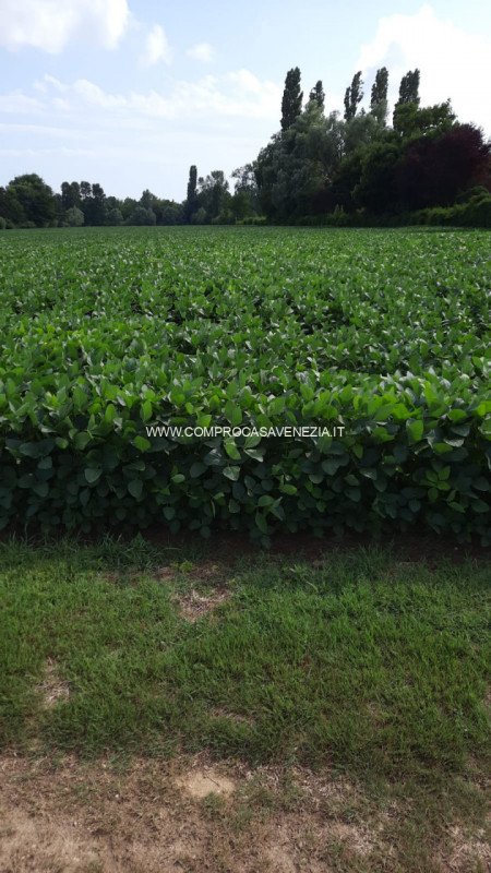terreno agricolo in vendita a Roncade in zona Musestre