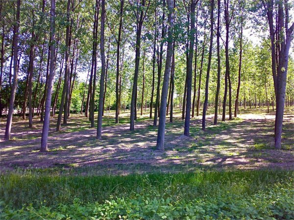 terreno in vendita a Roncade