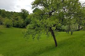 terreno agricolo in vendita a San Zenone degli Ezzelini