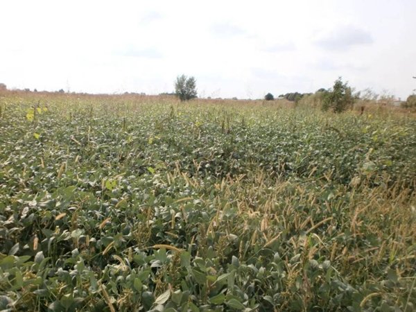 terreno agricolo in vendita a San Zenone degli Ezzelini