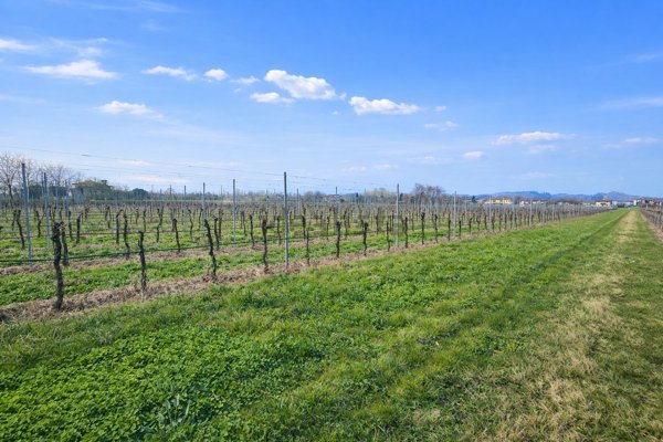 terreno agricolo in vendita a San Zenone degli Ezzelini