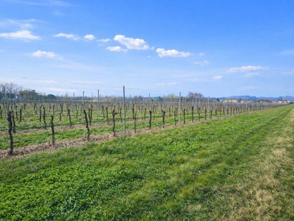 terreno agricolo in vendita a San Zenone degli Ezzelini