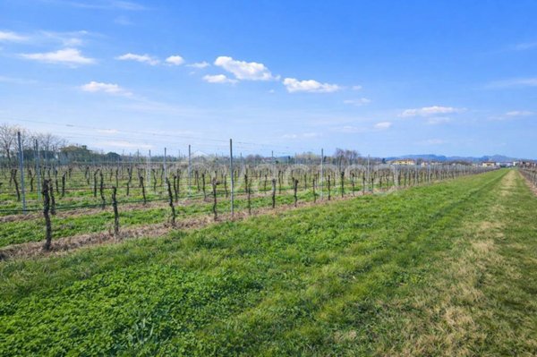 terreno agricolo in vendita a San Zenone degli Ezzelini