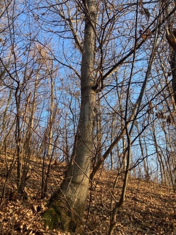 terreno in vendita a San Zenone degli Ezzelini