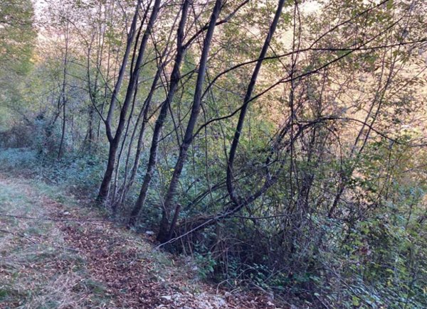 terreno agricolo in vendita a Segusino