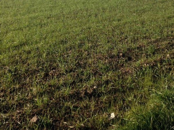 terreno agricolo in vendita a Sernaglia della Battaglia in zona Falzè di Piave