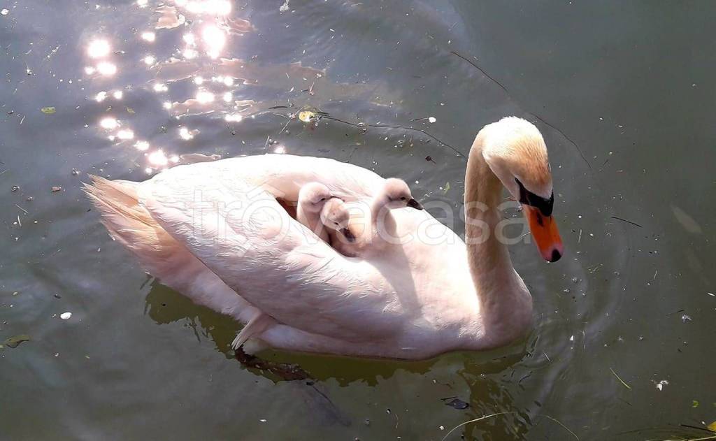 appartamento in vendita a Silea