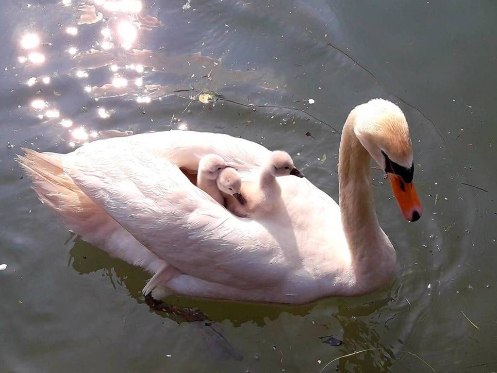 appartamento in vendita a Silea