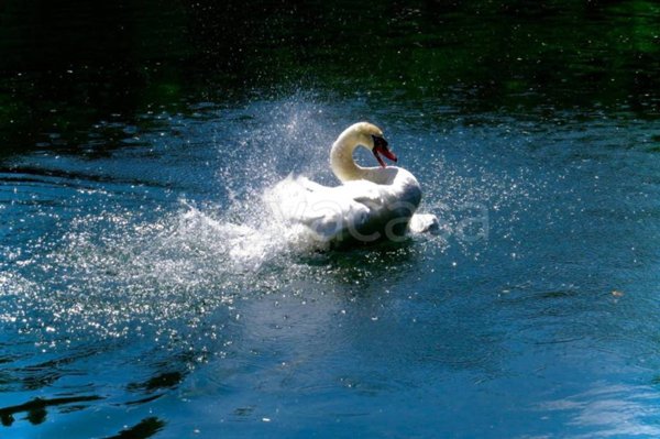 appartamento in vendita a Silea