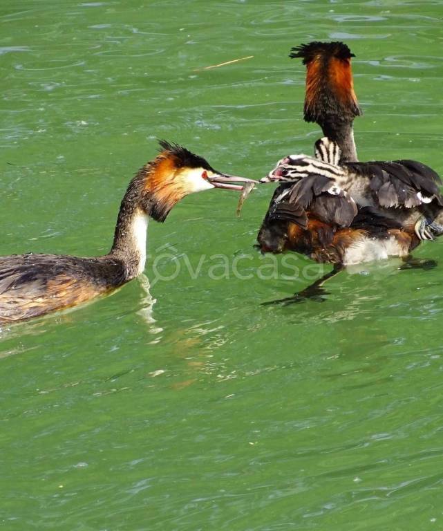 appartamento in vendita a Silea