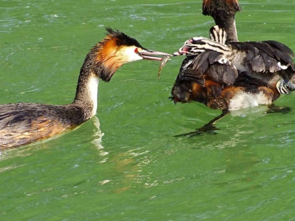 appartamento in vendita a Silea