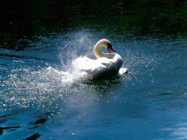 appartamento in vendita a Silea