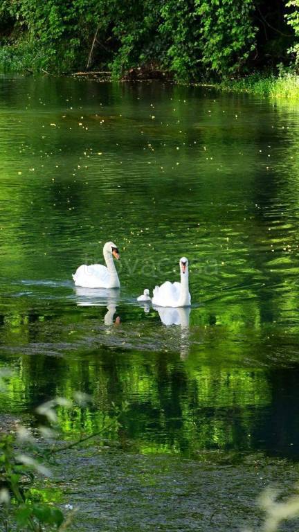 appartamento in vendita a Silea