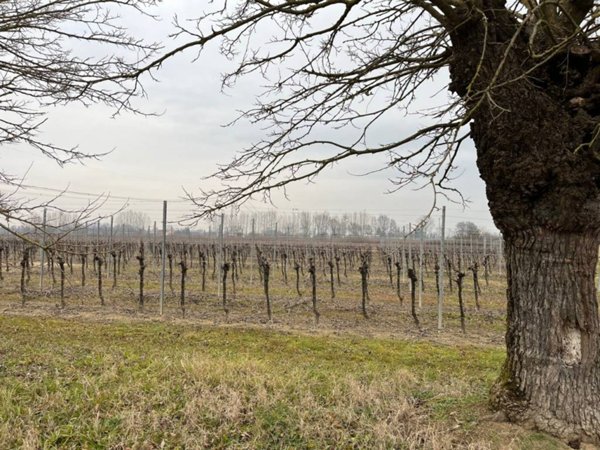 terreno agricolo in vendita a Silea