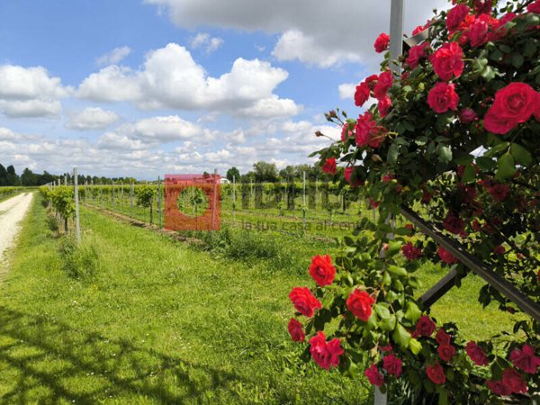 terreno agricolo in vendita a Silea in zona Cendon
