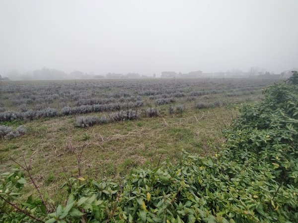 terreno agricolo in vendita a Silea