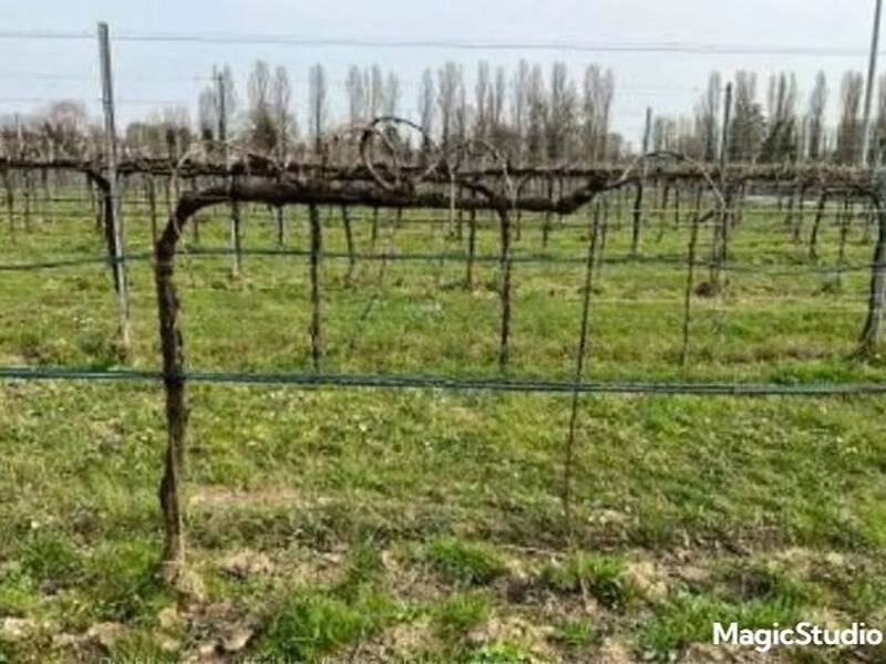 terreno agricolo in vendita a Silea in zona Lanzago