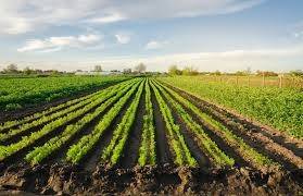 terreno agricolo in vendita a Silea in zona Cendon