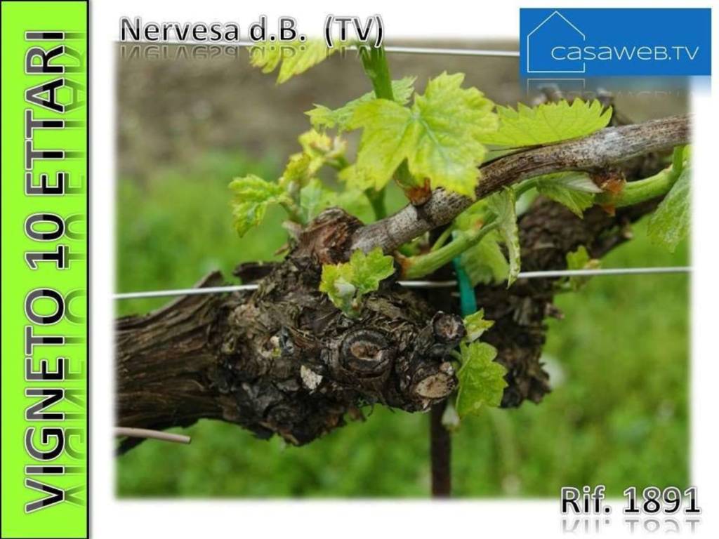 terreno agricolo in vendita a Spresiano