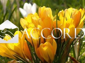 appartamento in vendita a Susegana in zona Collalto