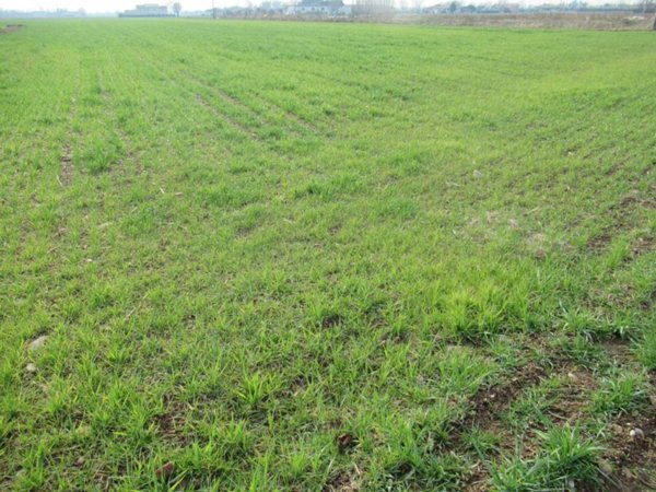 terreno agricolo in vendita a Trevignano