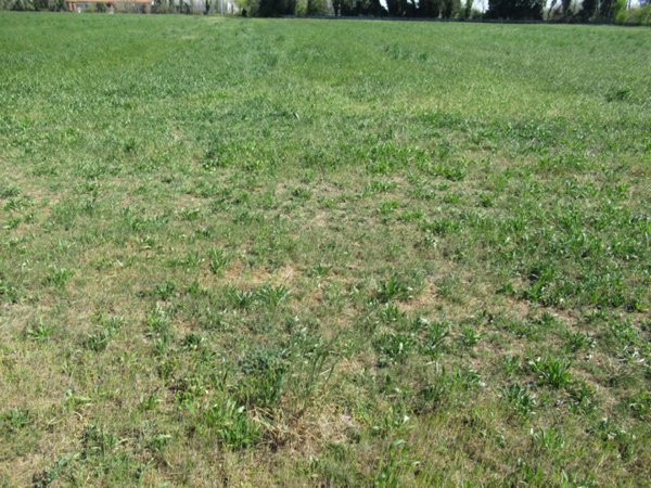 terreno edificabile in vendita a Trevignano in zona Signoressa