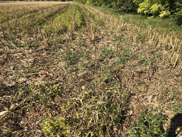 terreno agricolo in vendita a Trevignano in zona Signoressa