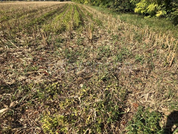 terreno agricolo in vendita a Trevignano in zona Signoressa