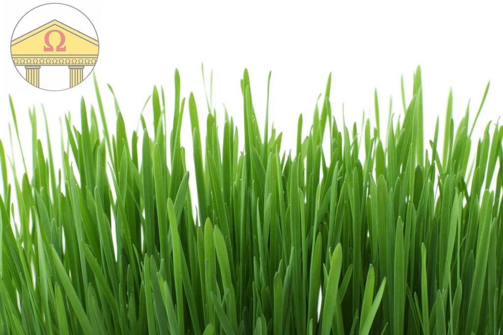 terreno agricolo in vendita a Treviso in zona Monigo