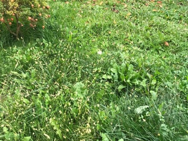 casa indipendente in vendita a Treviso in zona Centro Storico