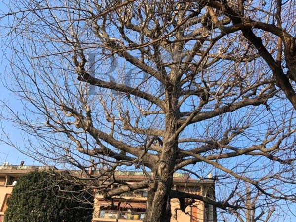 appartamento in vendita a Treviso in zona Centro Storico