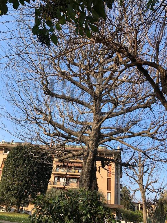 appartamento in vendita a Treviso in zona Centro Storico