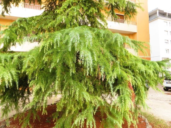 appartamento in vendita a Treviso in zona Centro Storico