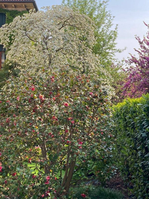 casa indipendente in vendita a Treviso in zona Sant'Antonino