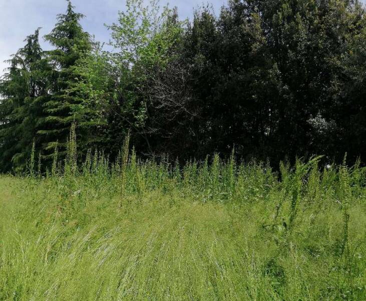 terreno agricolo in vendita a Treviso