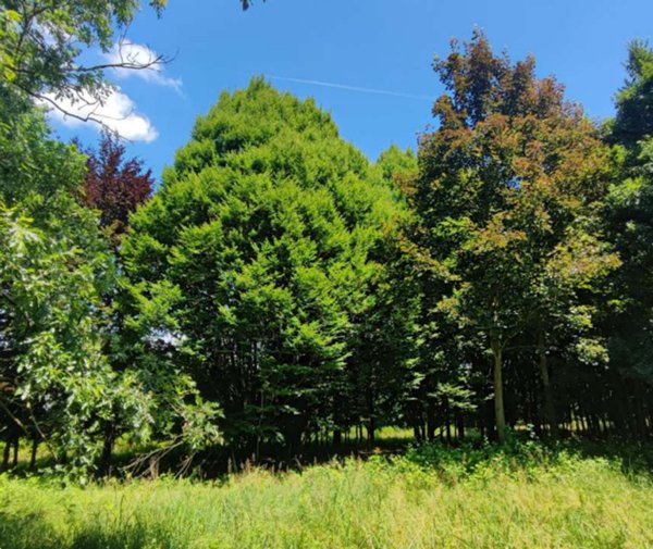 terreno agricolo in vendita a Treviso